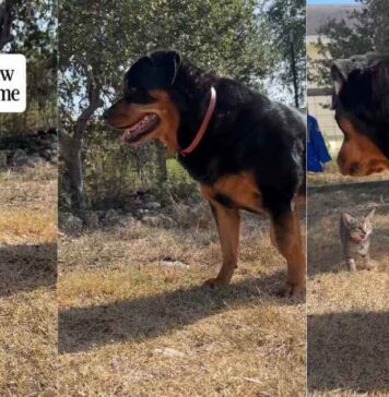 Big Dog Meets a Tiny Kitten for the First Time & Is Surprisingly Gentle Big Dog Meets a Tiny Kitten for the First Time & Is Surprisingly Gentle