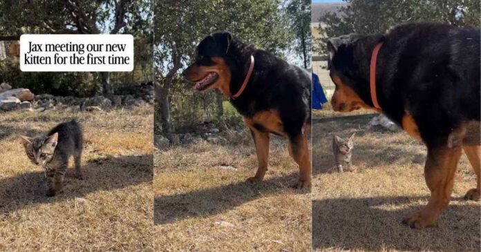 Big Dog Meets a Tiny Kitten for the First Time & Is Surprisingly Gentle