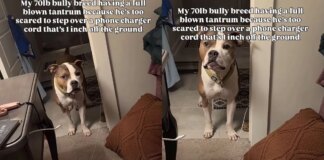 Big Dog Throws a Full-Blown Tantrum Over the World’s Tiniest Hurdle Big Dog Throws a Full-Blown Tantrum Over the World’s Tiniest Hurdle