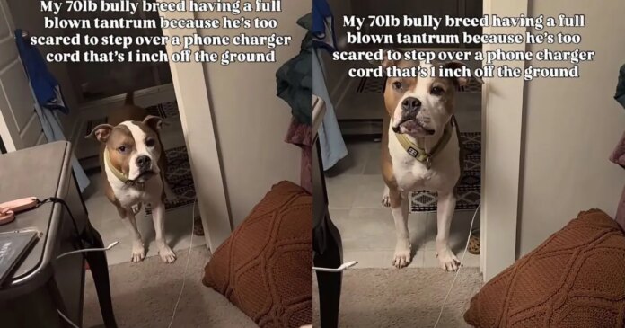 Big-Dog-Throws-a-Full-Blown-Tantrum-Over-the-Worlds-Tiniest.jpg Big Dog Throws a Full-Blown Tantrum Over the World’s Tiniest Hurdle