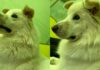 Blind Dog Can’t See the World Around Him, but His Face Shows Exactly What He’s Feeling Blind Dog Can’t See the World Around Him, but His Face Shows Exactly What He’s Feeling