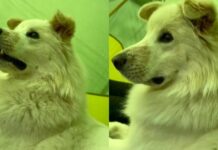 Blind Dog Can’t See the World Around Him, but His Face Shows Exactly What He’s Feeling Blind Dog Can’t See the World Around Him, but His Face Shows Exactly What He’s Feeling