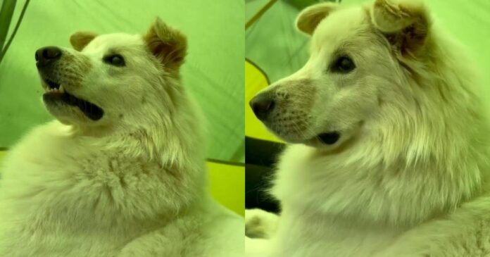 Blind Dog Can’t See the World Around Him, but His Face Shows Exactly What He’s Feeling