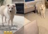 Blind Dog’s Chase With Furry Sister Is the Kind of Joy Stories Are Made Of Blind Dog’s Chase With Furry Sister Is the Kind of Joy Stories Are Made Of