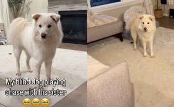 Blind Dog’s Chase With Furry Sister Is the Kind of Joy Stories Are Made Of Blind Dog’s Chase With Furry Sister Is the Kind of Joy Stories Are Made Of
