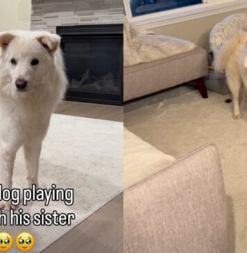 Blind Dog’s Chase With Furry Sister Is the Kind of Joy Stories Are Made Of Blind Dog’s Chase With Furry Sister Is the Kind of Joy Stories Are Made Of