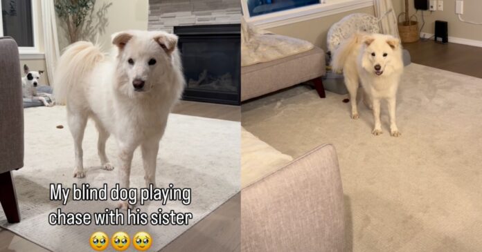 Blind-Dogs-Chase-With-Furry-Sister-Is-the-Kind-of.jpg Blind Dog’s Chase With Furry Sister Is the Kind of Joy Stories Are Made Of
