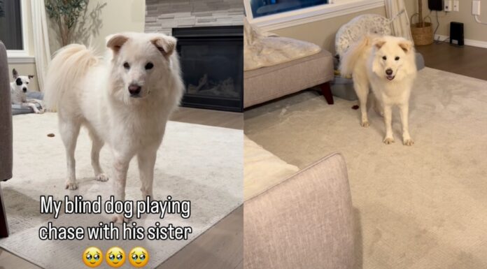 Blind Dog’s Chase With Furry Sister Is the Kind of Joy Stories Are Made Of Blind Dog’s Chase With Furry Sister Is the Kind of Joy Stories Are Made Of