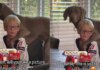 Boy & His Dog Have the Kind of Friendship Mom Has to Stop & Film Boy & His Dog Have the Kind of Friendship Mom Has to Stop & Film