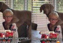 Boy & His Dog Have the Kind of Friendship Mom Has to Stop & Film Boy & His Dog Have the Kind of Friendship Mom Has to Stop & Film