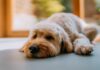 Can Dogs Take Zofran for Nausea? Can Dogs Take Zofran for Nausea?