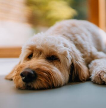 Can Dogs Take Zofran for Nausea? Can Dogs Take Zofran for Nausea?