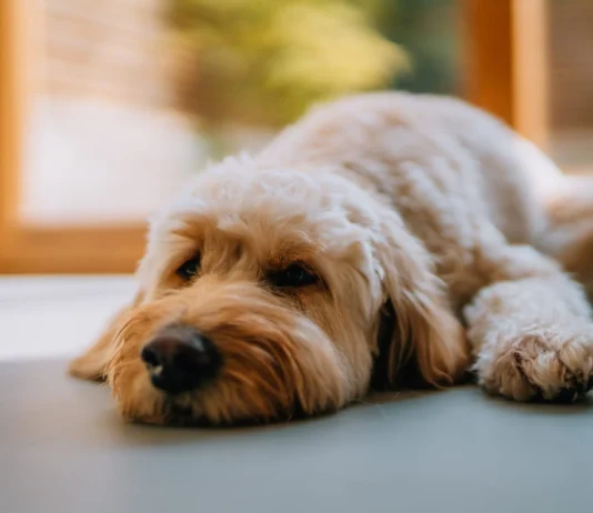Can Dogs Take Zofran for Nausea? Can Dogs Take Zofran for Nausea?