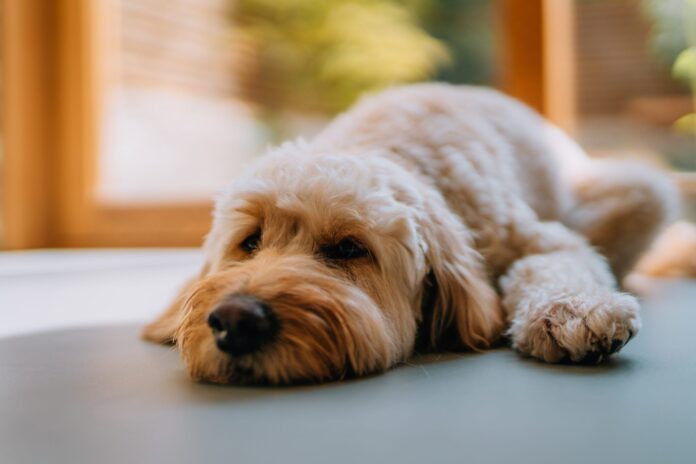 Can Dogs Take Zofran for Nausea?