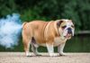 Can Probiotics Help My Dog’s Stinky Farts? Can Probiotics Help My Dog's Stinky Farts?