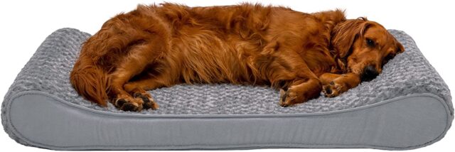 Comfortable pup