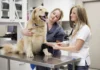 Cooperative Care Dog Training – Whole Dog Journal Cooperative Care Dog Training - Whole Dog Journal