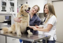 Cooperative Care Dog Training – Whole Dog Journal Cooperative Care Dog Training - Whole Dog Journal