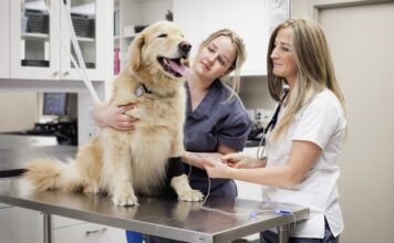 Cooperative Care Dog Training – Whole Dog Journal Cooperative Care Dog Training - Whole Dog Journal