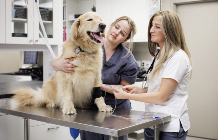 Cooperative Care Dog Training - Whole Dog Journal