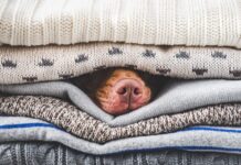 Could Your Dog Use a Heated Dog Bed? Could Your Dog Use a Heated Dog Bed?