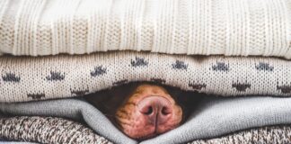 Could Your Dog Use a Heated Dog Bed?