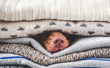 Could Your Dog Use a Heated Dog Bed? Could Your Dog Use a Heated Dog Bed?