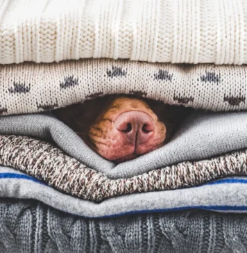 Could Your Dog Use a Heated Dog Bed? Could Your Dog Use a Heated Dog Bed?