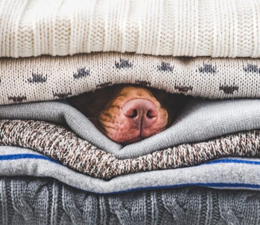 Could Your Dog Use a Heated Dog Bed? Could Your Dog Use a Heated Dog Bed?