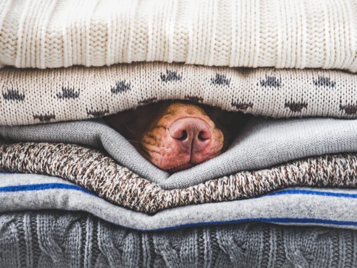 Could Your Dog Use a Heated Dog Bed?