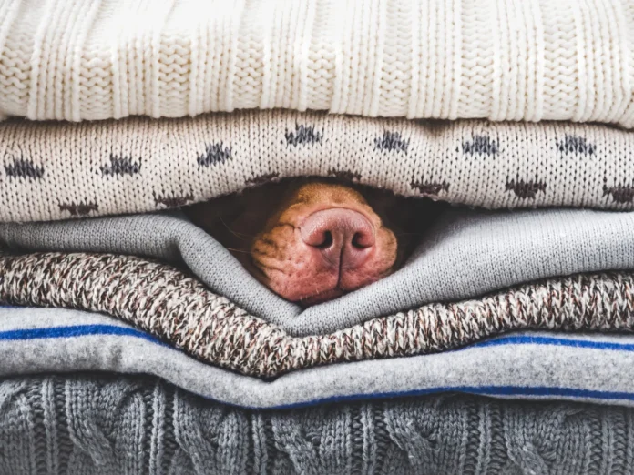 Could-Your-Dog-Use-a-Heated-Dog-Bed.webp Could Your Dog Use a Heated Dog Bed?