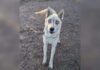 Couple Swore They Wouldn’t Get Another Dog Until a Blind Husky Changed Everything Couple Swore They Wouldn’t Get Another Dog Until a Blind Husky Changed Everything