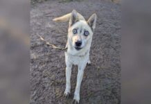 Couple Swore They Wouldn’t Get Another Dog Until a Blind Husky Changed Everything Couple Swore They Wouldn’t Get Another Dog Until a Blind Husky Changed Everything