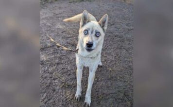 Couple Swore They Wouldn’t Get Another Dog Until a Blind Husky Changed Everything Couple Swore They Wouldn’t Get Another Dog Until a Blind Husky Changed Everything