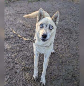 Couple Swore They Wouldn’t Get Another Dog Until a Blind Husky Changed Everything Couple Swore They Wouldn’t Get Another Dog Until a Blind Husky Changed Everything