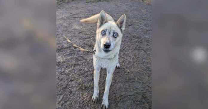Couple-Swore-They-Wouldnt-Get-Another-Dog-Until-a-Blind.jpg Couple Swore They Wouldn’t Get Another Dog Until a Blind Husky Changed Everything