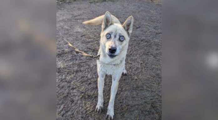 Couple Swore They Wouldn’t Get Another Dog Until a Blind Husky Changed Everything Couple Swore They Wouldn’t Get Another Dog Until a Blind Husky Changed Everything