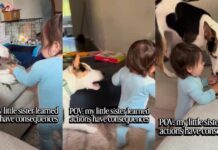 Dog Accidentally Teaches Toddler a Very Important Life Lesson Dog Accidentally Teaches Toddler a Very Important Life Lesson