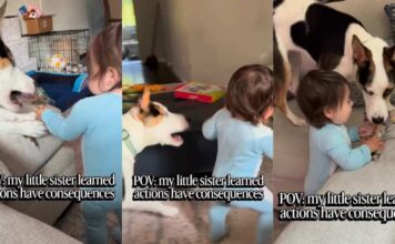 Dog Accidentally Teaches Toddler a Very Important Life Lesson Dog Accidentally Teaches Toddler a Very Important Life Lesson
