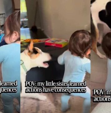 Dog Accidentally Teaches Toddler a Very Important Life Lesson Dog Accidentally Teaches Toddler a Very Important Life Lesson
