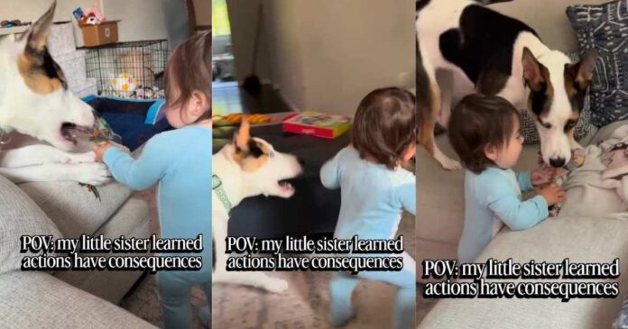 Dog Accidentally Teaches Toddler a Very Important Life Lesson