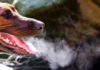 Dog Bad Breath: What Does Stinky Dog Breath Mean? Dog Bad Breath: What Does Stinky Dog Breath Mean?