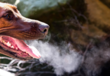 Dog Bad Breath: What Does Stinky Dog Breath Mean? Dog Bad Breath: What Does Stinky Dog Breath Mean?