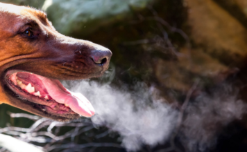 Dog Bad Breath: What Does Stinky Dog Breath Mean? Dog Bad Breath: What Does Stinky Dog Breath Mean?