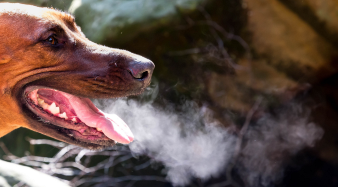 Dog Bad Breath: What Does Stinky Dog Breath Mean?