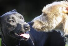 Dog Coat Types Explained: How To Recognize, Groom, and Support Your Dog’s Unique Coat Dog Coat Types Explained: How To Recognize, Groom, and Support Your Dog’s Unique Coat