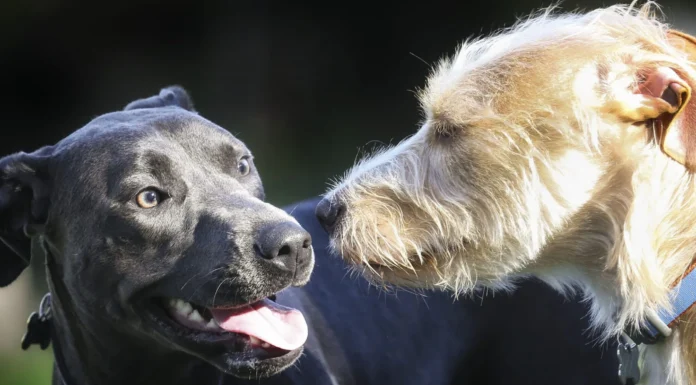 Dog Coat Types Explained: How To Recognize, Groom, and Support Your Dog’s Unique Coat Dog Coat Types Explained: How To Recognize, Groom, and Support Your Dog’s Unique Coat