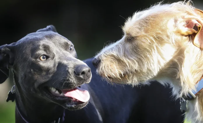 Dog-Coat-Types-Explained-How-To-Recognize-Groom-and-Support.webp Dog Coat Types Explained: How To Recognize, Groom, and Support Your Dog’s Unique Coat