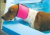 Dog Ear Plugs, Ear Covers, and Snoods Dog Ear Plugs, Ear Covers, and Snoods