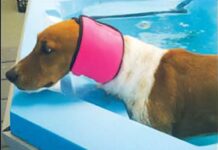 Dog Ear Plugs, Ear Covers, and Snoods Dog Ear Plugs, Ear Covers, and Snoods